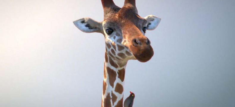 La Girafe et le Pique-boeuf - Â© Ecoprod 2014 â€“ Tous droits dâ€™exploitation rÃ©servÃ©s