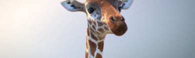 La Girafe et le Pique-boeuf - Â© Ecoprod 2014 â€“ Tous droits dâ€™exploitation rÃ©servÃ©s